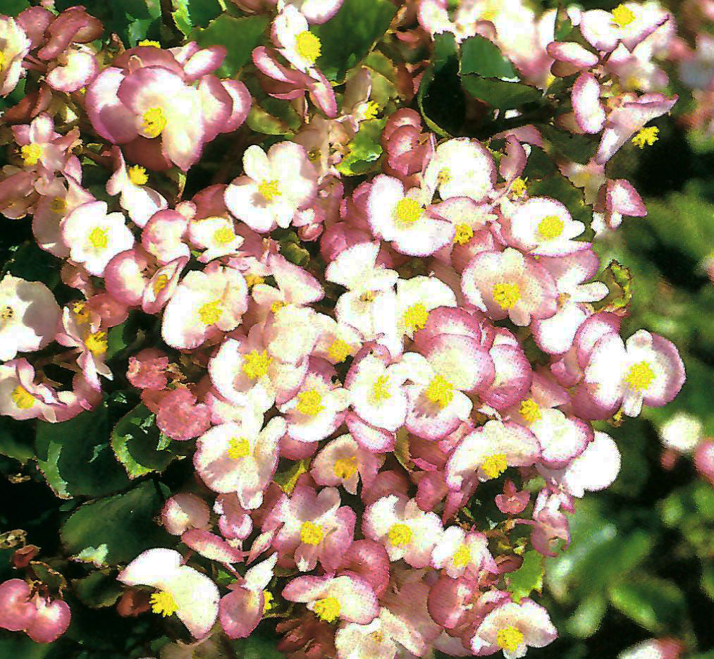 B. ‘Ibis’